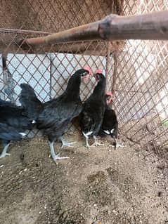 Australorp Healthy Chicke Age 06 weeks Completely Vaccinated