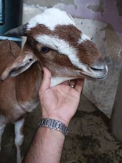 Red and white female goat