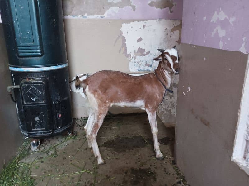 Red and white female goat 2