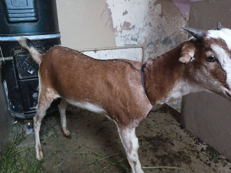 Red and white female goat 3