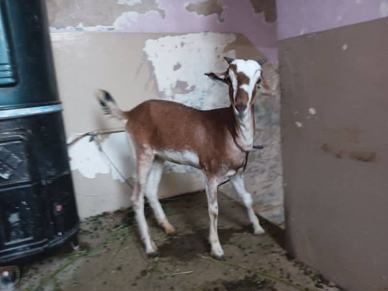 Red and white female goat 4