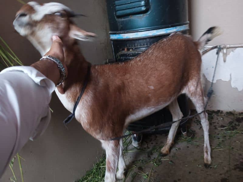 Red and white female goat 5