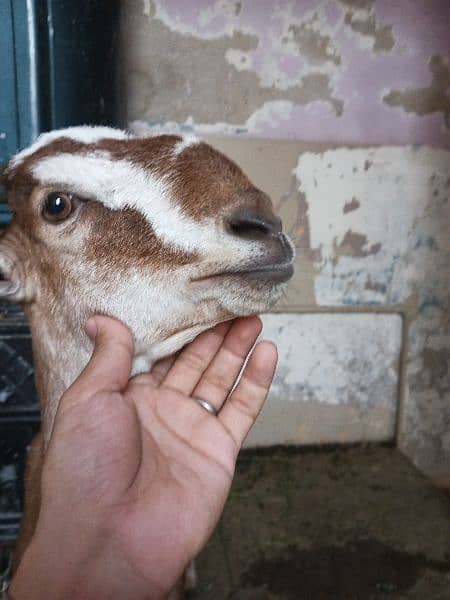 Red and white female goat 6