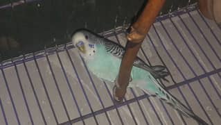 Australian parrote