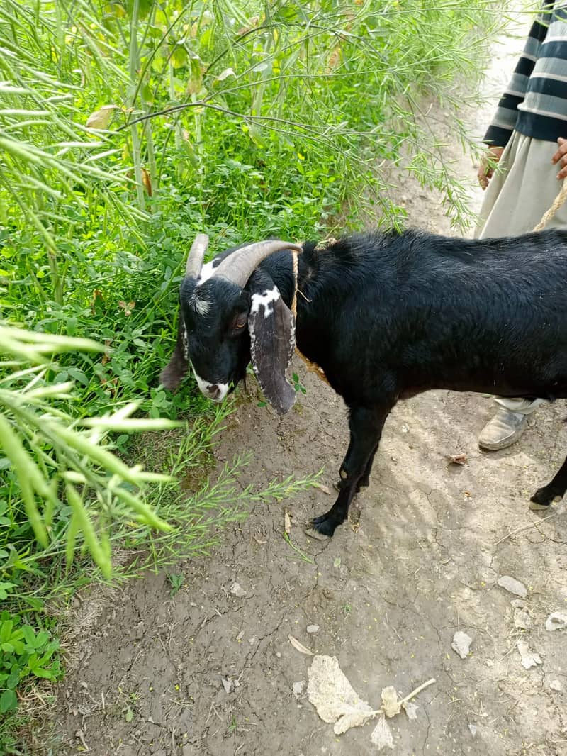 Beautiful goat/ goat / Bakra  / بکری /  Goat for sale  / betal bakra / 1