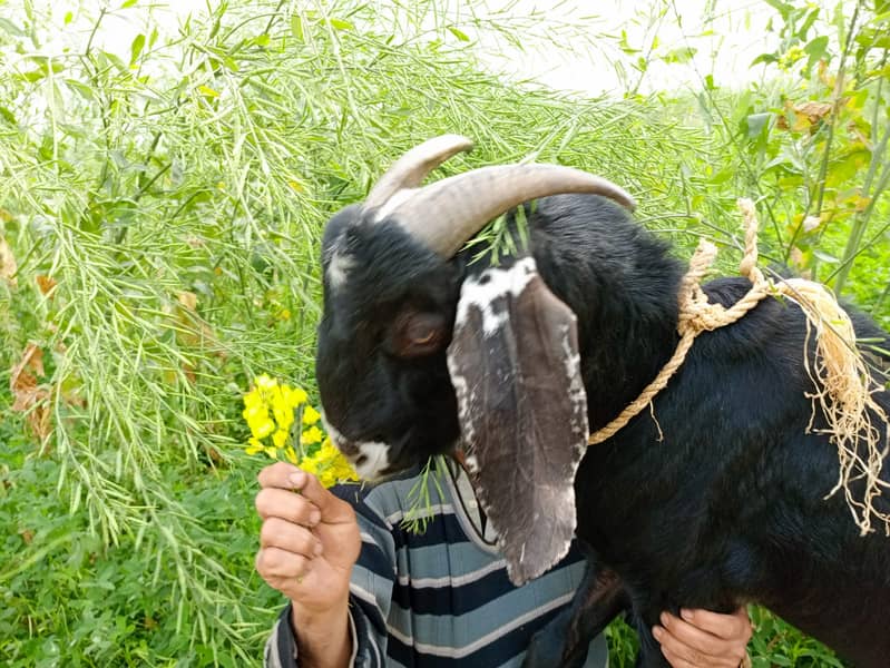 Beautiful goat/ goat / Bakra  / بکری /  Goat for sale  / betal bakra / 2