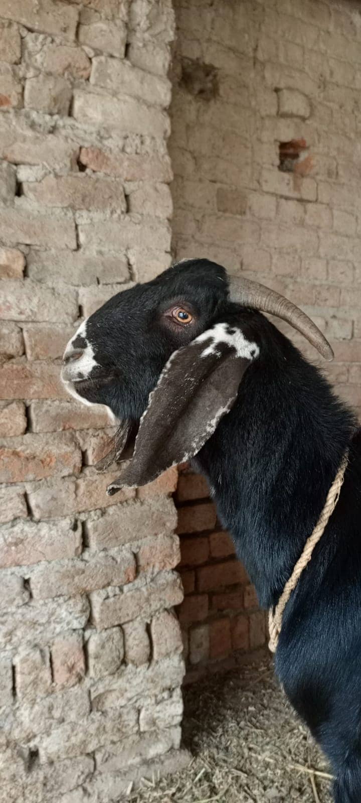 Beautiful goat/ goat / Bakra  / بکری /  Goat for sale  / betal bakra / 3