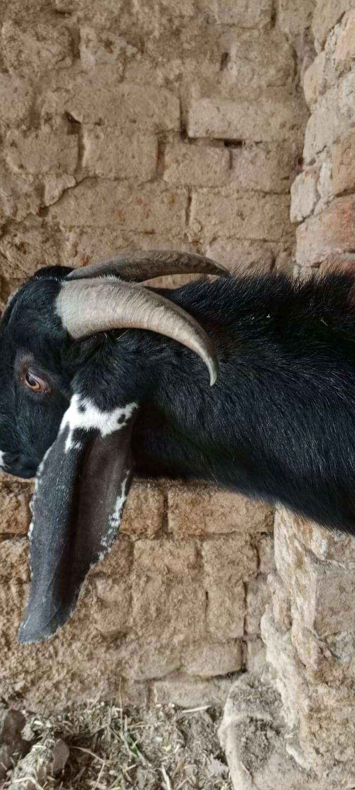 Beautiful goat/ goat / Bakra  / بکری /  Goat for sale  / betal bakra / 4