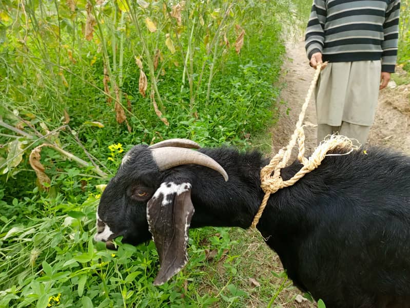 Beautiful goat/ goat / Bakra  / بکری /  Goat for sale  / betal bakra / 5