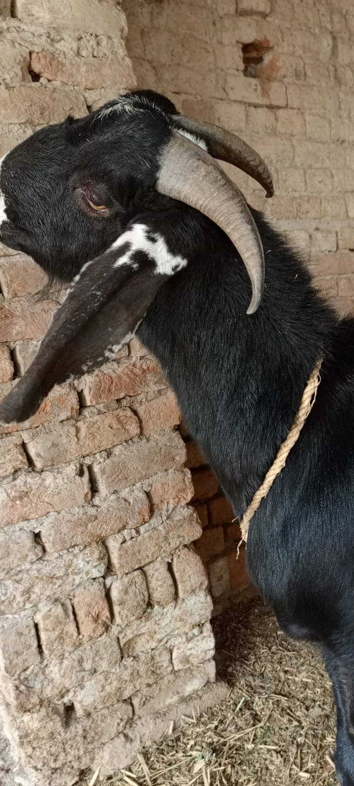 Beautiful goat/ goat / Bakra  / بکری /  Goat for sale  / betal bakra / 6