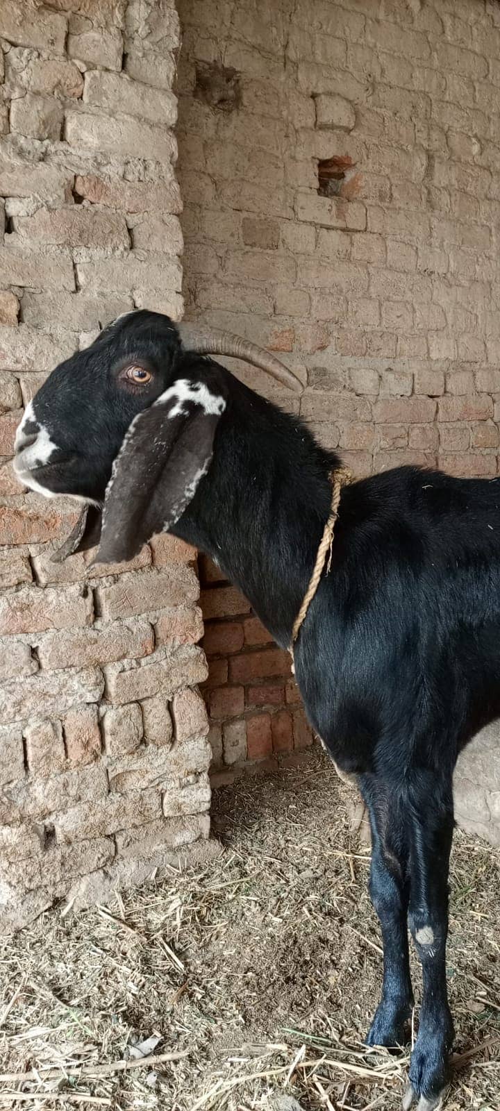 Beautiful goat/ goat / Bakra  / بکری /  Goat for sale  / betal bakra / 7
