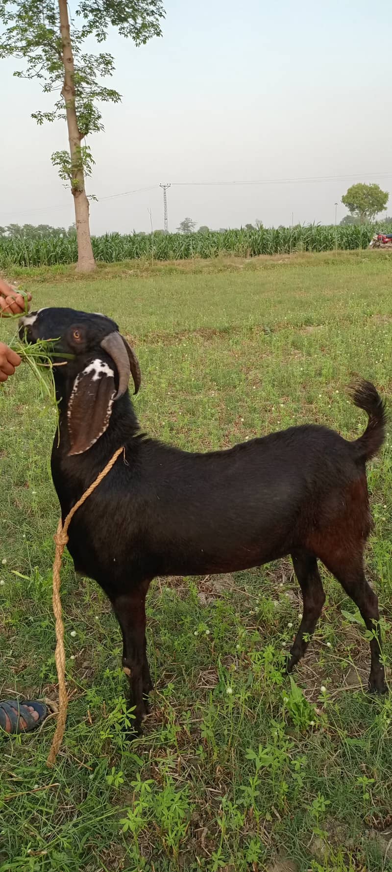 Beautiful goat/ goat / Bakra  / بکری /  Goat for sale  / betal bakra / 8