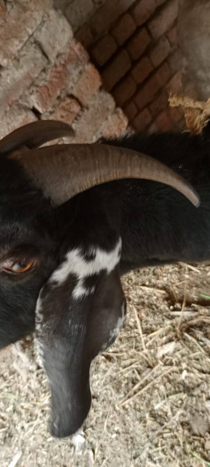 Beautiful goat/ goat / Bakra  / بکری /  Goat for sale  / betal bakra / 11