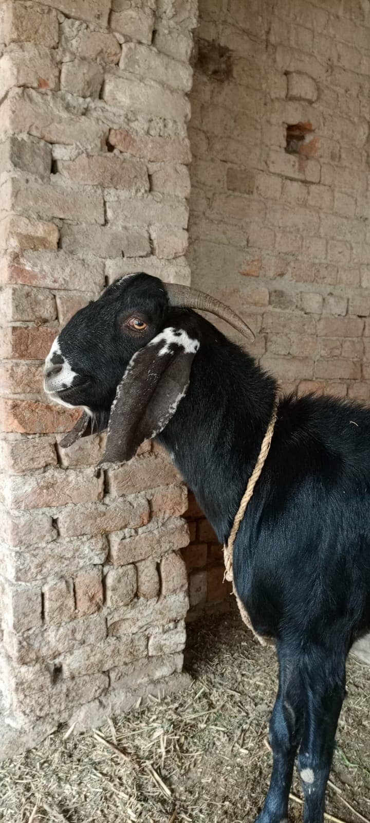 betal / beetal / goat / bakra  / بکری /  beetal goat  / betal bakra / 13