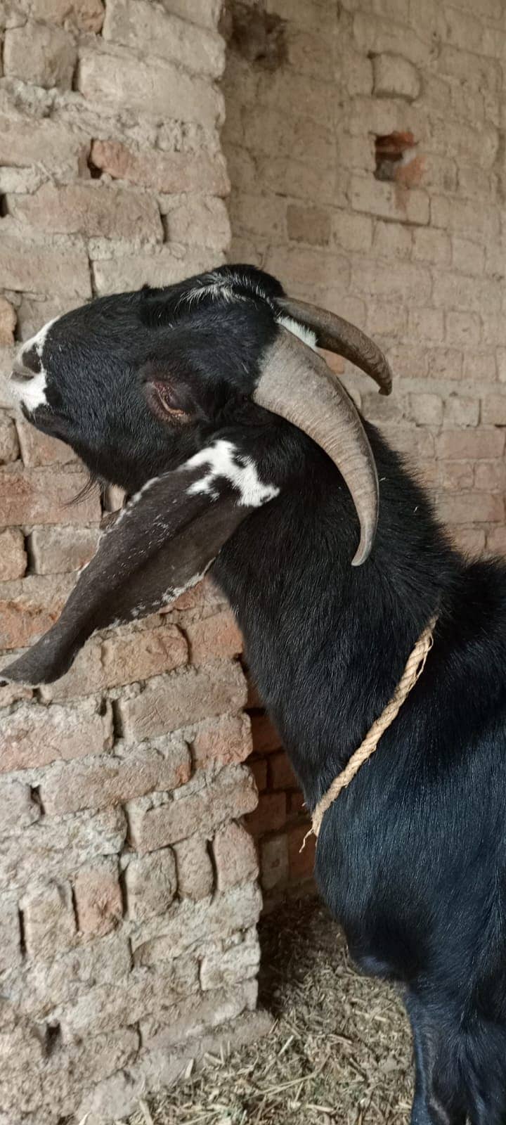 betal / beetal / goat / bakra  / بکری /  beetal goat  / betal bakra / 16