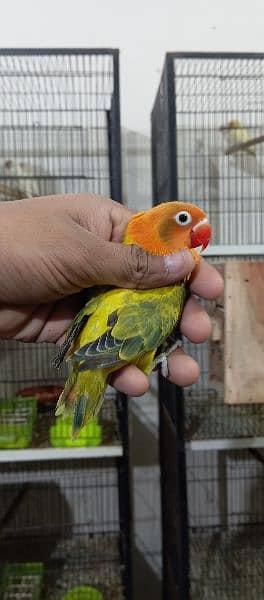 Lovebird Breeder Pairs & Pathy For Sale 7