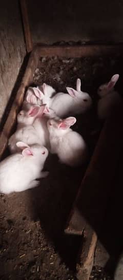 Bunnies red eyes for sale 0