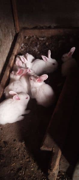 Bunnies red eyes for sale 1