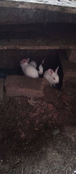 Bunnies red eyes for sale 2