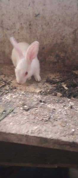Bunnies red eyes for sale 3