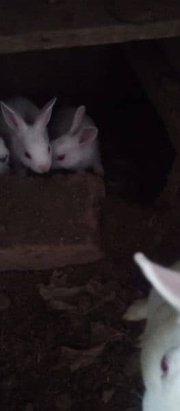Bunnies red eyes for sale 4