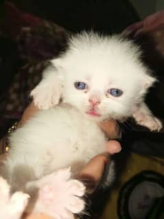 Beautiful Panch Cat Baby's For Sale Age 1 Month Old Eyes Baby Haldi
