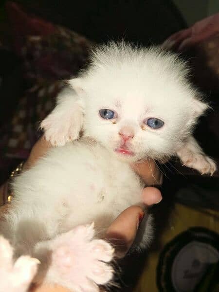 Beautiful Panch Cat Baby's For Sale Age 1 Month Old Eyes Baby Haldi 0