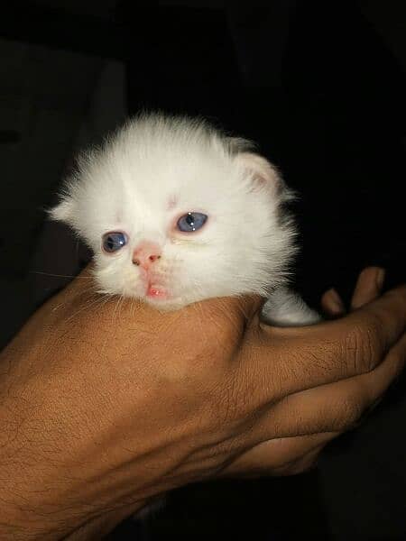 Beautiful Panch Cat Baby's For Sale Age 1 Month Old Eyes Baby Haldi 1