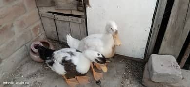 ducks for sale age 4 months