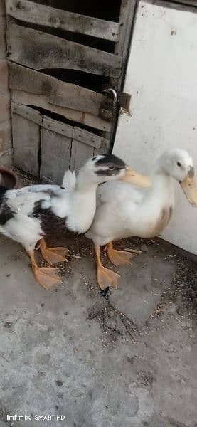 ducks for sale age 4 months 1