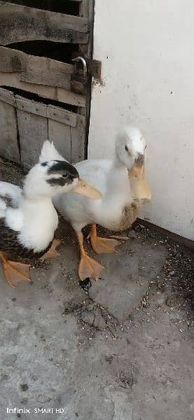 ducks for sale age 4 months 2