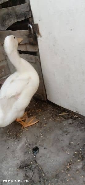 ducks for sale age 4 months 3
