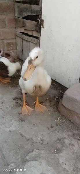 ducks for sale age 4 months 4