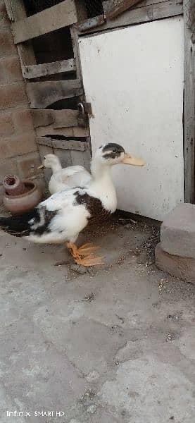 ducks for sale age 4 months 5