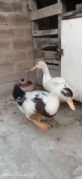 ducks for sale age 4 months 6