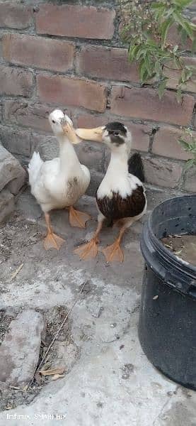 ducks for sale age 4 months 7