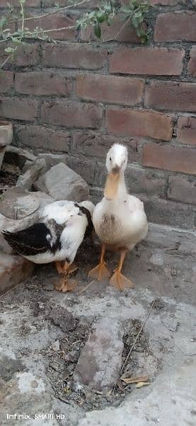 ducks for sale age 4 months 8