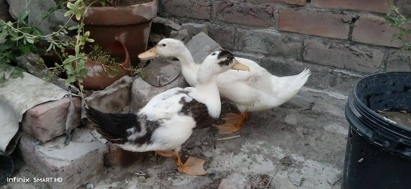 ducks for sale age 4 months 9