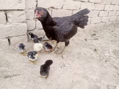 Aseel Chicks For Sale