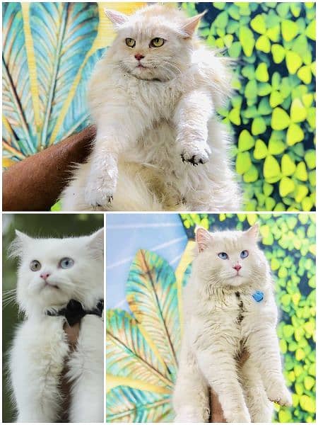 parshion punch face triple Cote kitten cat male and female 1