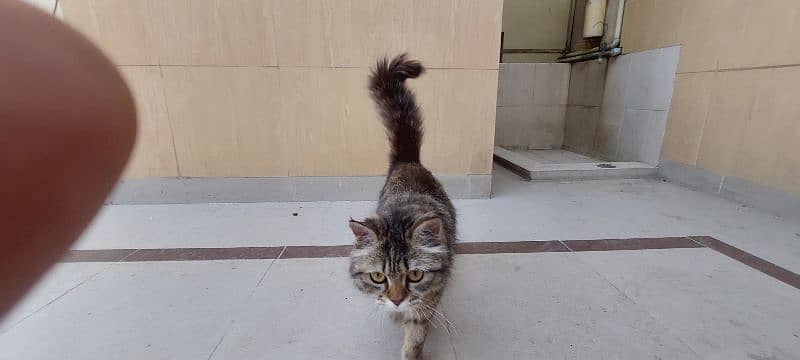 perisian cat for sell 1