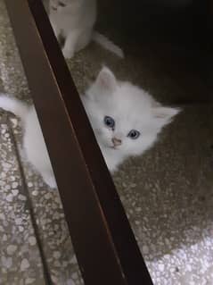 3 white persian kittens and 1 black persian kitten for sale