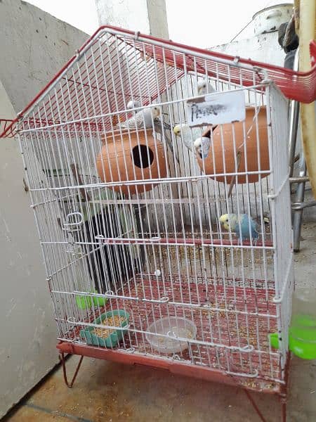 Australian Parrots with cage 0