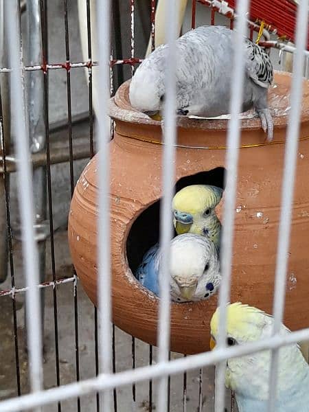 Australian Parrots with cage 3
