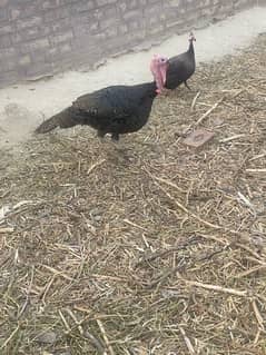 3 turkey male for sale urgent
