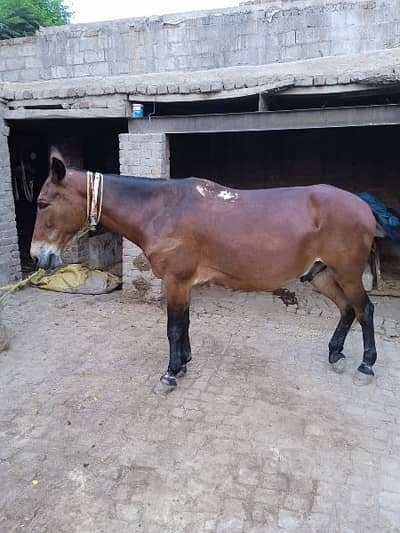 khachar,horse