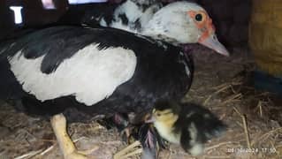 Muscovy Duck fertile eggs and chick's available