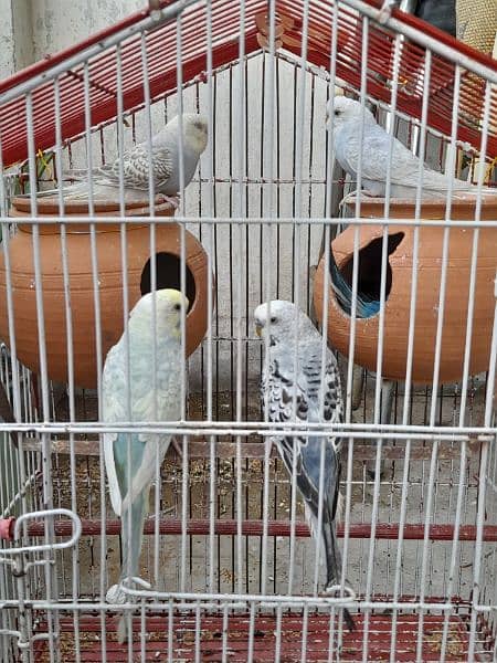 Australian Parrots with cage 1