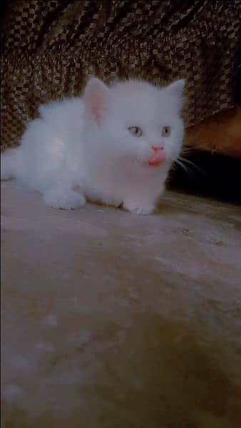 Persian triple Court Cat Baby 0