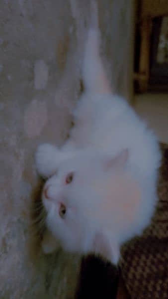 Persian triple Court Cat Baby 1